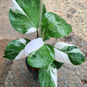cây giống trầu bà Hiệp Sĩ Trắng,Philodendron White Knight Marble size mini