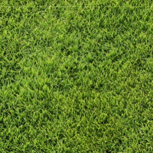 HẠT GIỐNG CỎ TRỒNG THẢM BERMUDA - 50Gr