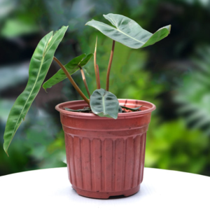 Cây giống hạc cam size mini