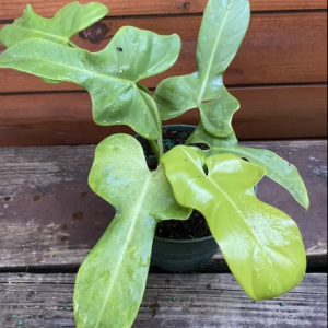 Cây kiểmg lá vĩ cầm xanh - violin xanh size mini(Philodendron Bipennifolium)