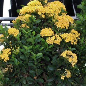 Cây giống Cây Bông Trang (mẫu đơn) - CayGiongTot