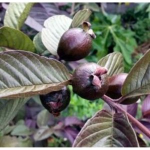 Cây giống Cây ổi rí tím (cao cỡ 40cm) - CayGiongTot