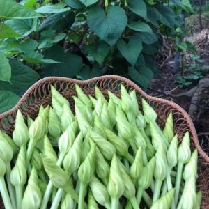 Hạt giống rau hoa Chom chan Thái Lan gói 5 hạt (Chomchan) nhập nguyên gói