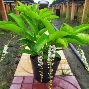 Cây giống Lài Thơm Thái - CayGiongTot