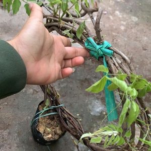 Tử Đằng thân leo dài 4m