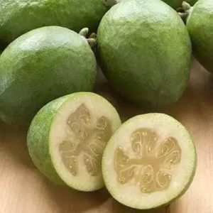 Cây giống ổi dứa New Zealand, ổi có vị dứa thơm ngon dễ trồng - Feijoa