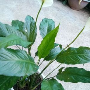 Cây giống Cây Lan Ý (đang hoa) - CayGiongTot