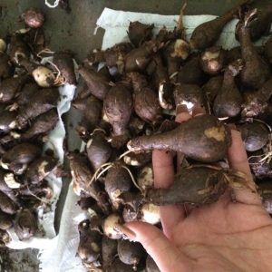 Củ giống Hoa Bỉ Ngạn - 5 màu đỏ, hồng, tím nhạt, trắng, vàng.