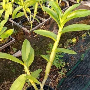 Chậu cây lan dendro nắng tai Thỏ Đỏ - Hoa bền, màu sắc tươi sáng rất lâu tàn