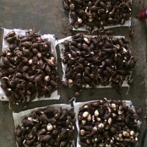 Củ giống Hoa Bỉ Ngạn - 5 màu đỏ, hồng, tím nhạt, trắng, vàng.