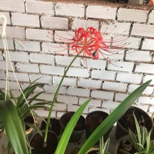 Củ giống Hoa Bỉ Ngạn - 5 màu đỏ, hồng, tím nhạt, trắng, vàng.