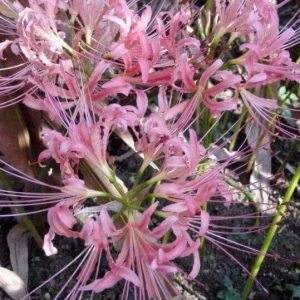 Củ giống Hoa Bỉ Ngạn - 5 màu đỏ, hồng, tím nhạt, trắng, vàng.