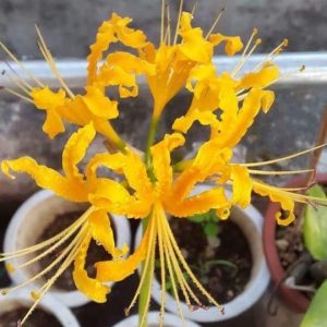 Củ giống Hoa Bỉ Ngạn - 5 màu đỏ, hồng, tím nhạt, trắng, vàng.