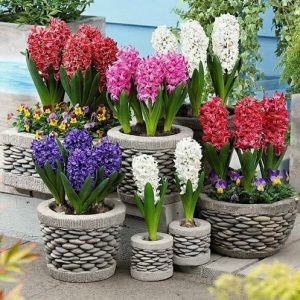 Củ Giống Hoa Tiên Ông cho hoa Tết Nguyên Đán 2020 - Có sẵn 7 Màu: đỏ - hồng đậm - hồng nhạt - xanh đậm - xanh nhạt - tím đậm - tím nhạt - Ghi chú chọn màu - tienong