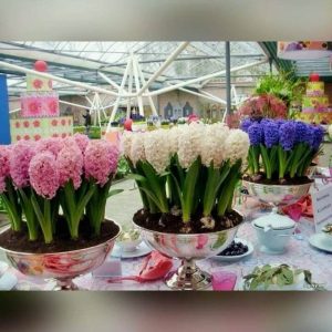 Củ Giống Hoa Tiên Ông cho hoa Tết Nguyên Đán 2020 - Có sẵn 7 Màu: đỏ - hồng đậm - hồng nhạt - xanh đậm - xanh nhạt - tím đậm - tím nhạt - Ghi chú chọn màu - tienong