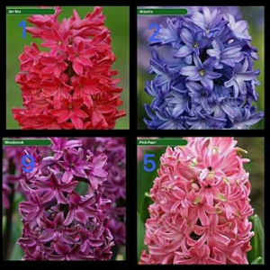 Củ Giống Hoa Tiên Ông cho hoa Tết Nguyên Đán 2020 - Có sẵn 7 Màu: đỏ - hồng đậm - hồng nhạt - xanh đậm - xanh nhạt - tím đậm - tím nhạt - Ghi chú chọn màu - tienong