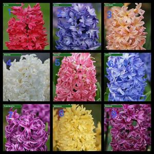 Củ tiên ông đã có mầm trồng đất - đủ 4 màu xanh, đỏ, hồng, tím