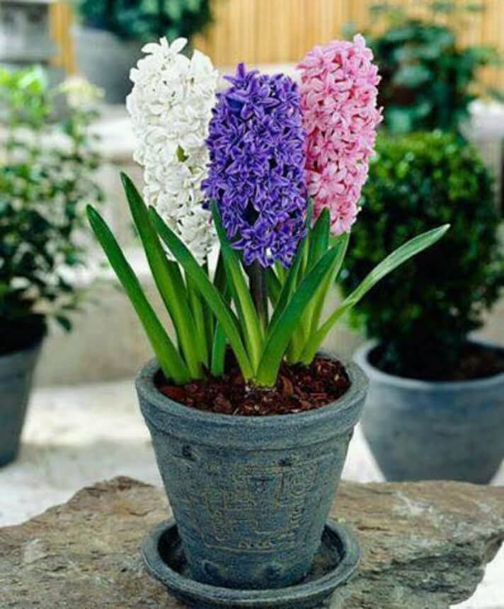 Củ Giống Hoa Tiên Ông cho hoa Tết Nguyên Đán 2020 - Có sẵn 7 Màu: đỏ - hồng đậm - hồng nhạt - xanh đậm - xanh nhạt - tím đậm - tím nhạt - Ghi chú chọn màu - tienong