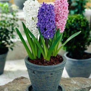 Củ Giống Hoa Tiên Ông cho hoa Tết Nguyên Đán 2020 - Có sẵn 7 Màu: đỏ - hồng đậm - hồng nhạt - xanh đậm - xanh nhạt - tím đậm - tím nhạt - Ghi chú chọn màu - tienong