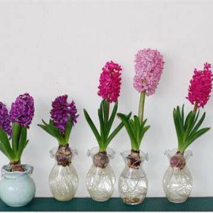 Chai lọ, bình thủy tinh cắm hoa trồng củ tiên ông, hoặc các cây cảnh nhỏ