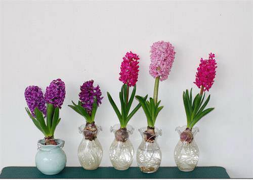 43773406-655317661532023-6116806523617280000-n-f3499624-86a0-48b1-9a4b-329902e97ac1 Chai lọ, bình thủy tinh cắm hoa trồng củ tiên ông, hoặc các cây cảnh nhỏ