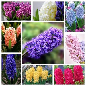 Chai lọ, bình thủy tinh cắm hoa trồng củ tiên ông, hoặc các cây cảnh nhỏ