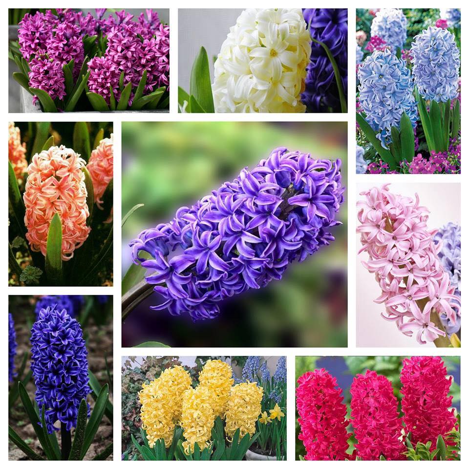 Chai lọ, bình thủy tinh cắm hoa trồng củ tiên ông, hoặc các cây cảnh nhỏ