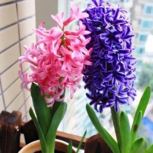 Củ Giống Hoa Tiên Ông cho hoa Tết Nguyên Đán 2020 - Có sẵn 7 Màu: đỏ - hồng đậm - hồng nhạt - xanh đậm - xanh nhạt - tím đậm - tím nhạt - Ghi chú chọn màu - tienong