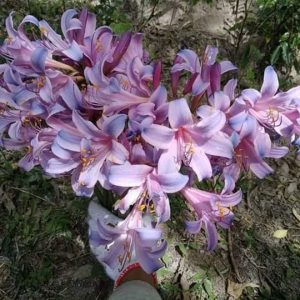 Củ giống Hoa Bỉ Ngạn - 5 màu đỏ, hồng, tím nhạt, trắng, vàng.