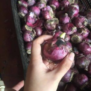 Củ tiên ông đã có mầm trồng nước - đủ 4 màu xanh, đỏ, hồng, tím - giao kèm bình thủy tinh như hình