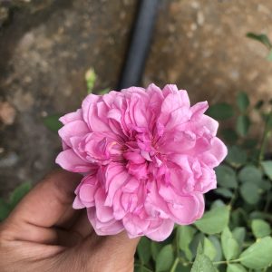 Hồng bụi  Sister Elizabeth size chậu C10