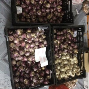 Củ tiên ông đã có mầm trồng đất - đủ 4 màu xanh, đỏ, hồng, tím