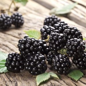 Chậu cây giống trái mâm xôi Đen - Phúc Bồn Tử (BlackBerry)