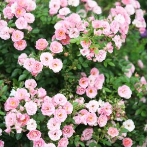 [Cây giống hoa] Hồng Tỉ Muội (giao màu ngẫu nhiên) size bầu nhỏ - CayGiongTot