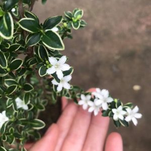 Chậu cây giống Bạch Tuyết Mai dáng bonsai