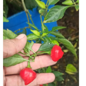 Chậu cây Ớt Habanero trái tim (Heart Habanero) trưởng thành