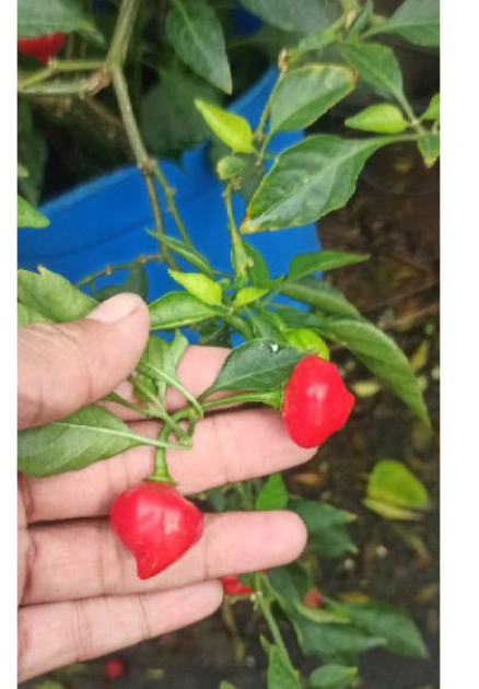 474ed68b7dd3aec301a2b7af0ba1e586-1 Chậu cây Ớt Habanero trái tim (Heart Habanero) trưởng thành