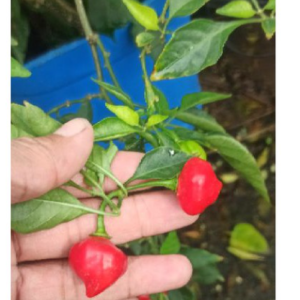 Chậu cây Ớt Habanero trái tim (Heart Habanero) trưởng thành