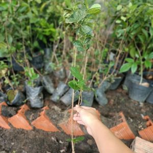 Cây giống ổi dứa New Zealand, ổi có vị dứa thơm ngon dễ trồng - Feijoa