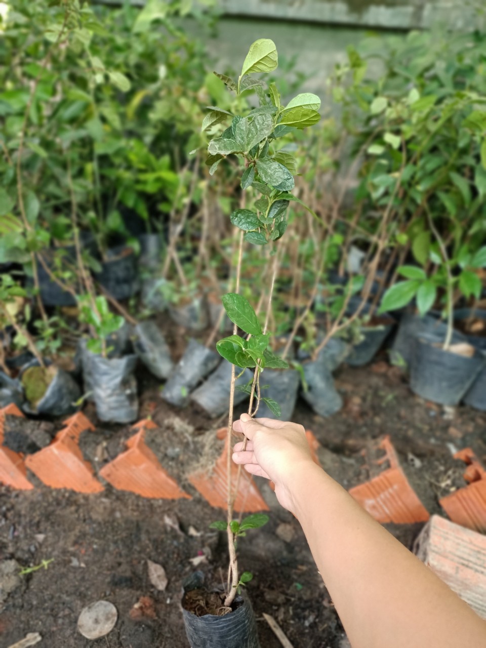 479b04c3b71b5132c0b306e42aebc740