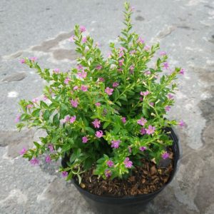 [Cây cảnh quan] Cẩm Tú Mai - CayGiongTot