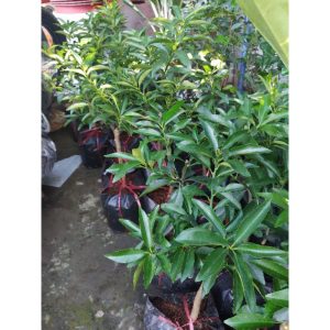 Cây giống Tắc thái trái dài (kim quất, quất thái, tắc mỹ, tắc vỏ ngọt) đang có trái - cây nhỏ