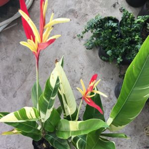 Cây giống hoa Mỏ Két Cẩm Thạch - CayGiongTot