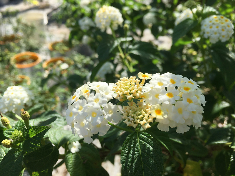 Chậu cây giống hoa ngũ sắc màu trắng rũ - Màu hiếm dành cho khách sưu tầm