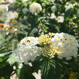 Chậu cây giống hoa ngũ sắc màu trắng rũ - Màu hiếm dành cho khách sưu tầm