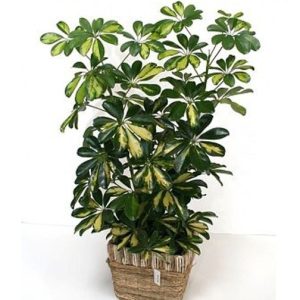 Cây giống Cây ngũ gia bì cẩm thạch - CayGiongTot