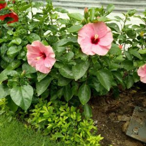 [Cây giống hoa] Dâm bụt cánh đơn - cam