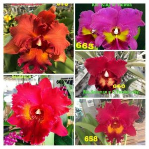 Combo 5 Cây Lan Cattleya Giống - Nhập Thái Lan