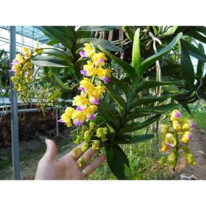 [Cây giống] Lan Hoàng Nhạn