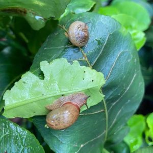 Gói 1kg bả mồi diệt ốc Toxbait 60AB